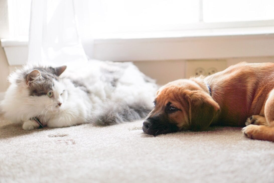 6 Ways to Keep Your Home Smelling Fresh When you Have Pets