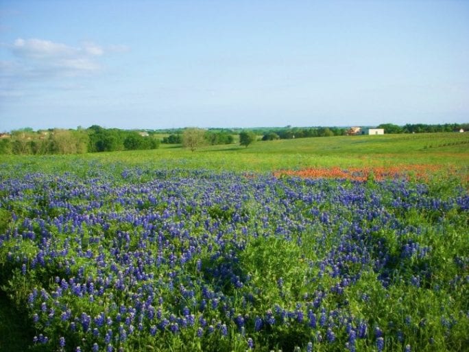 bluebonnet festival, texas bluebonnets