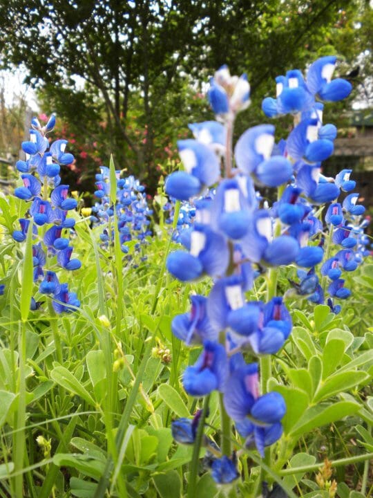 texas bluebonnets, bluebonnet trails