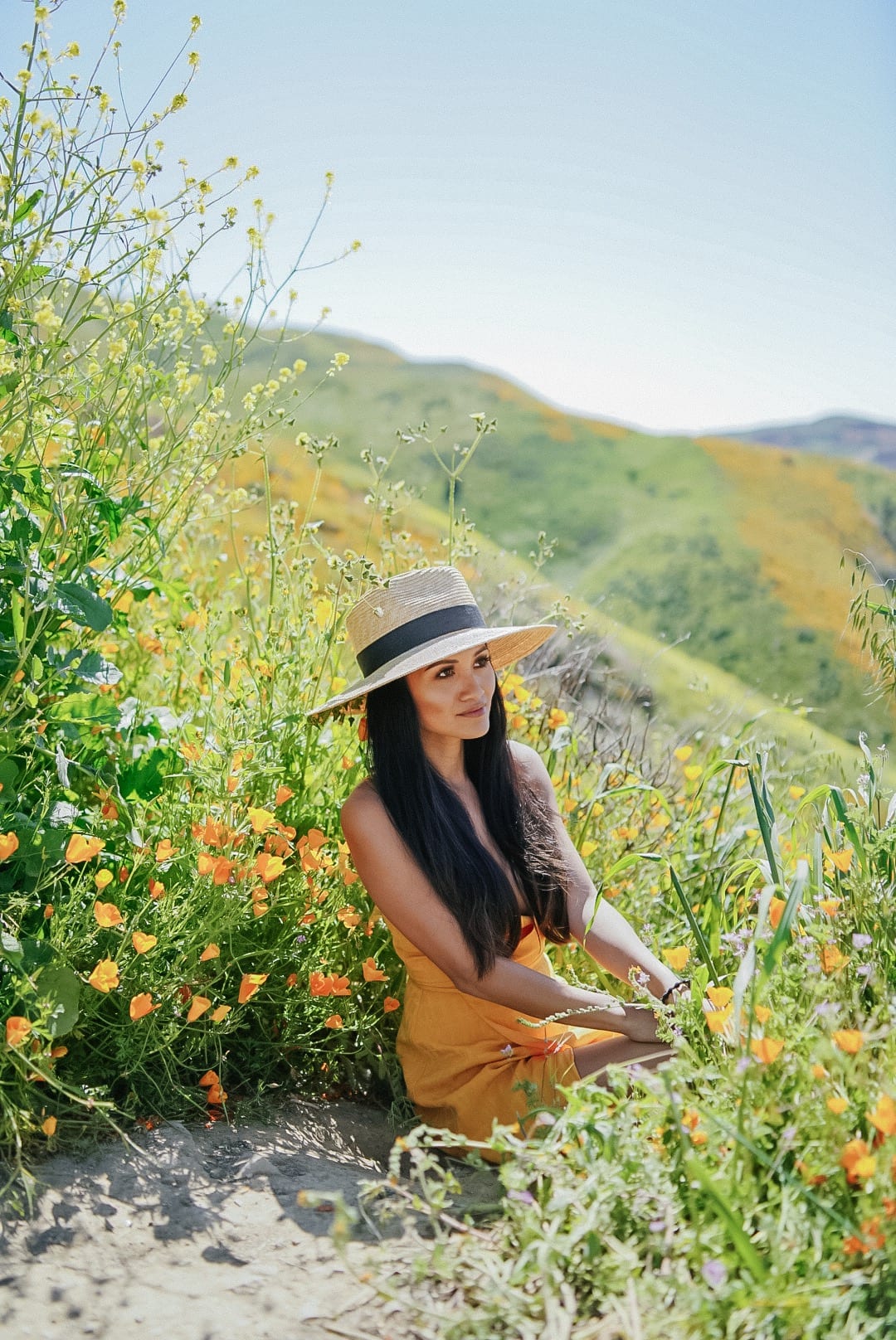 poppy field