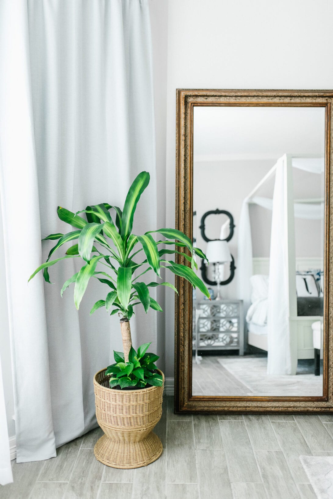 full length mirror, gold mirror, green houseplants, corn plants 
