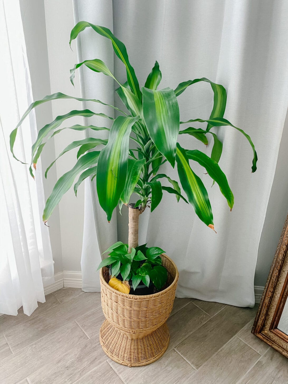 corn plant, house plant, low maintenance 