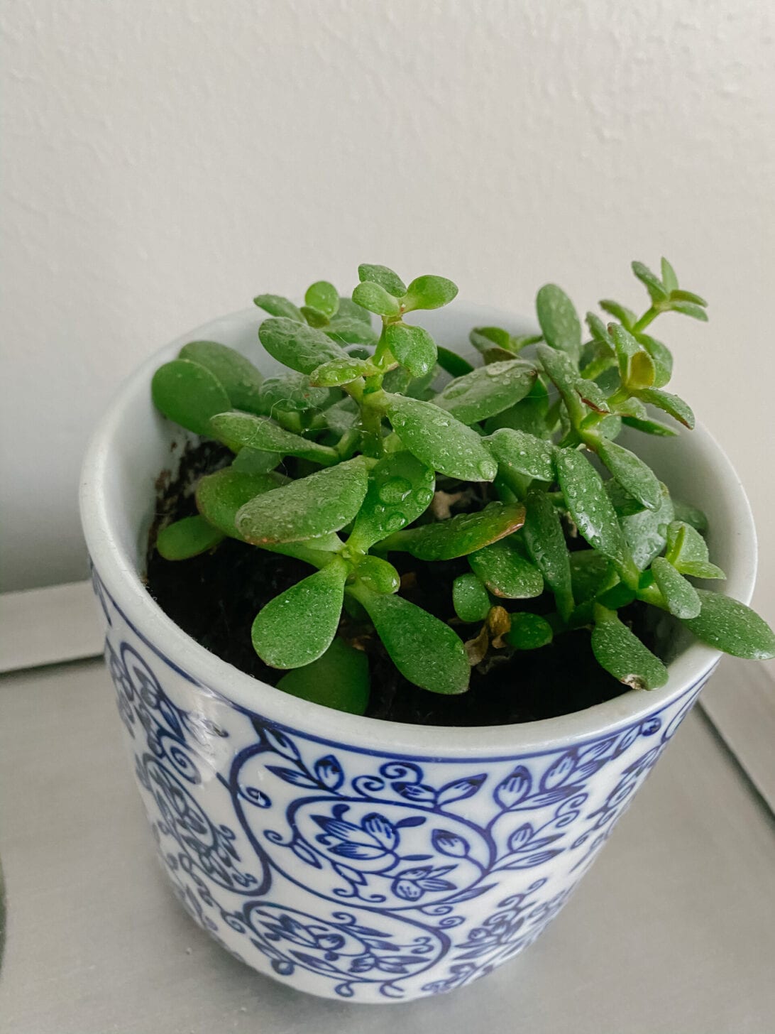 jADE  PLANT 