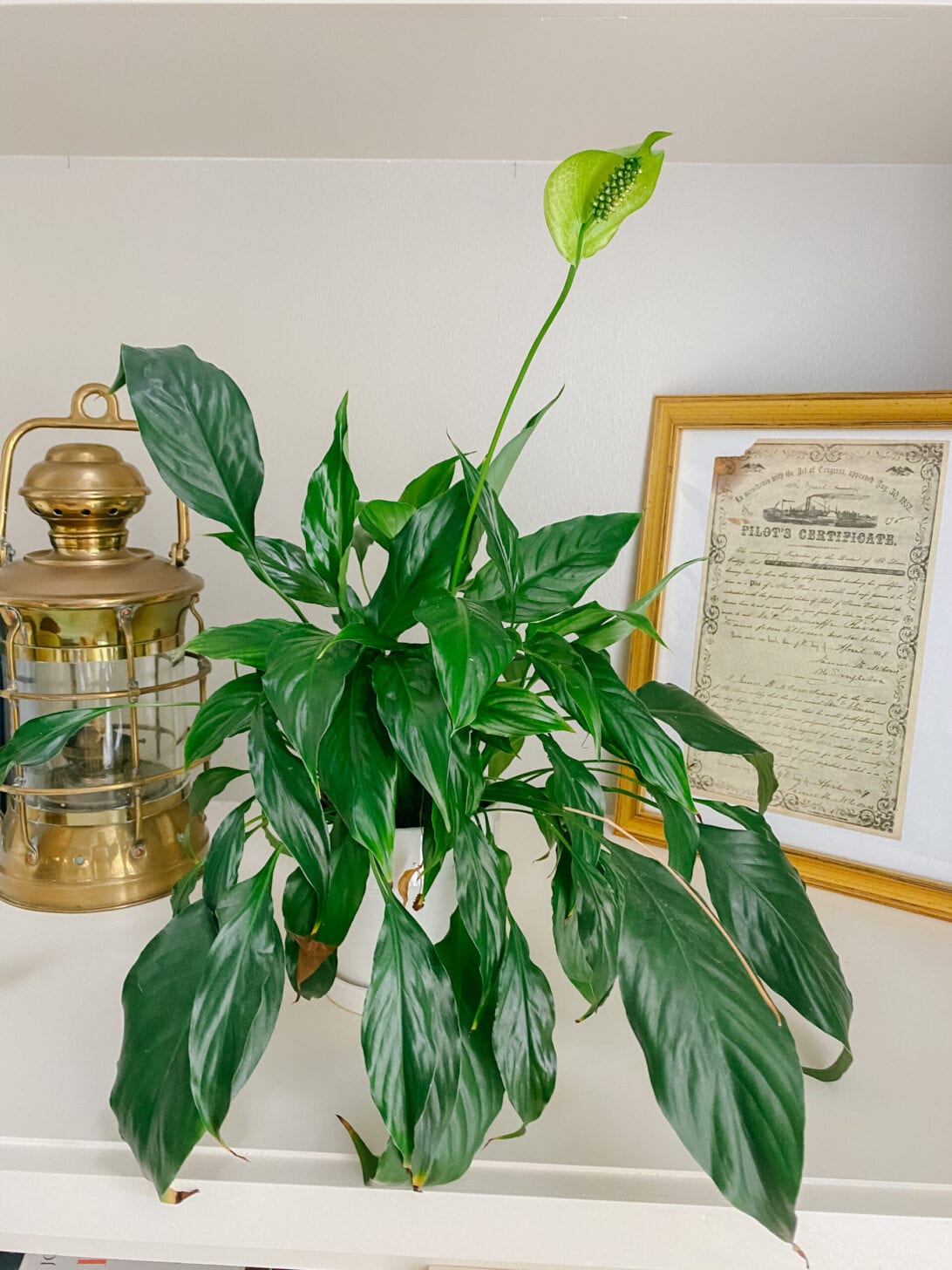 PEACE LILY, LOW MAINTENANCE HO-- USE PLANTS 