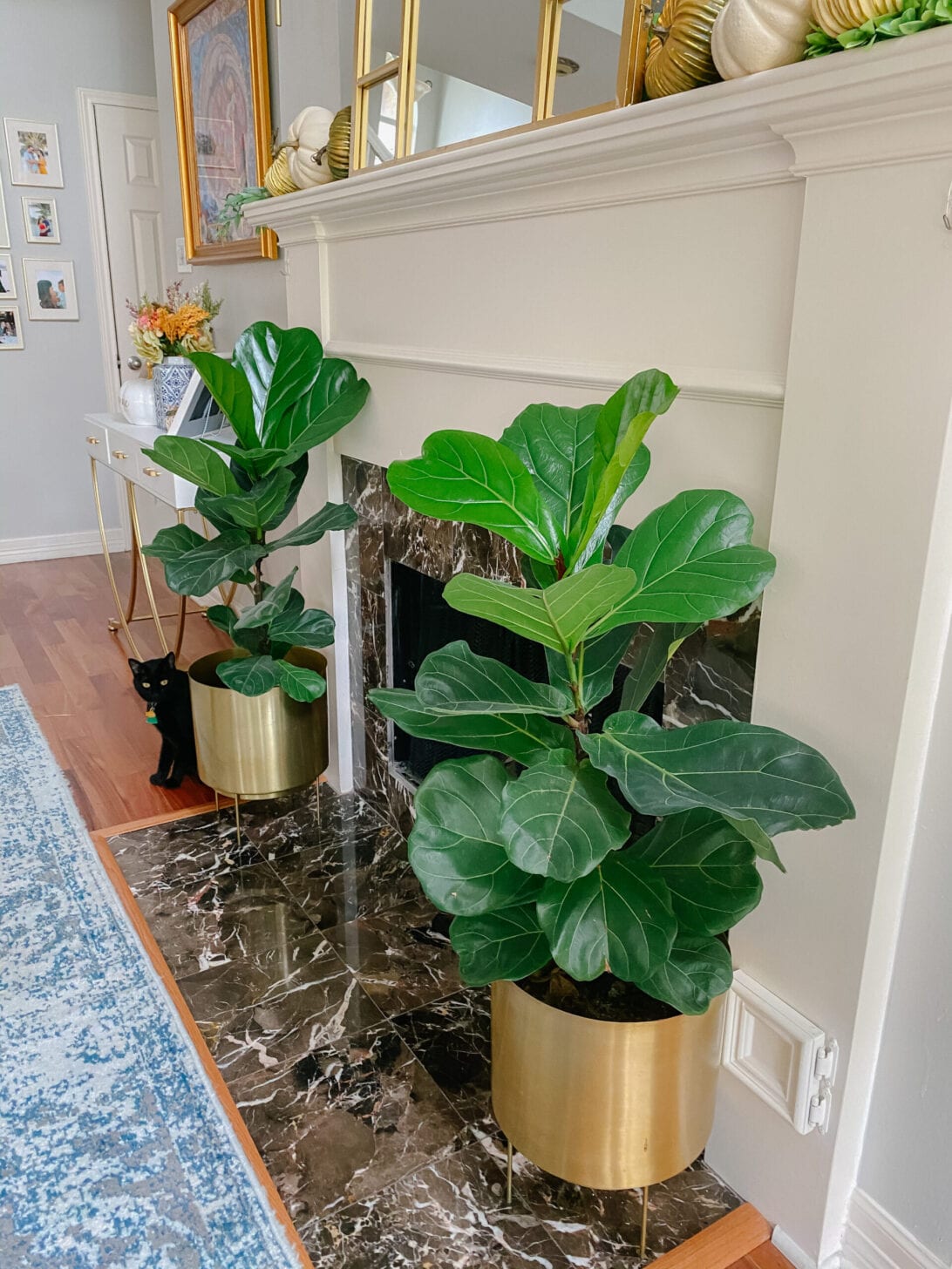 FIG TREE, INDOOR TREES, HO-- USE PLANTS, LOW MAINTENANCE HO-- USE PLANTS   