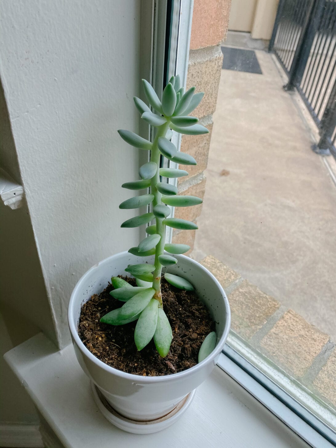 SUCCULENTS, INDOOR PLANTS 