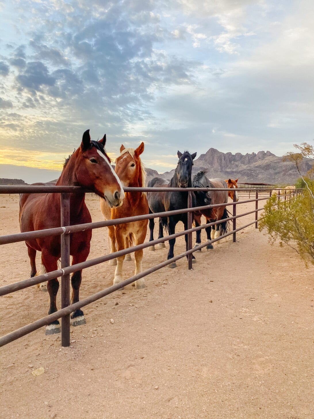 DRAFT HORSES 