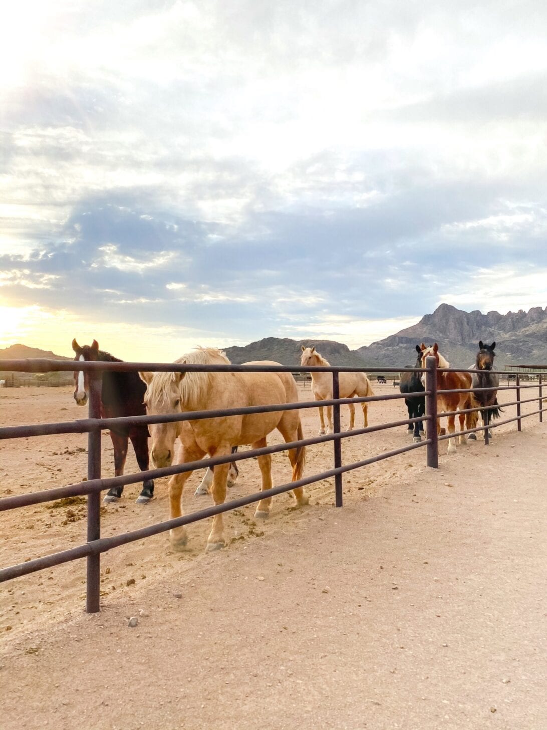 dude ranch, horses, Arizona, White Stallion Ranch 