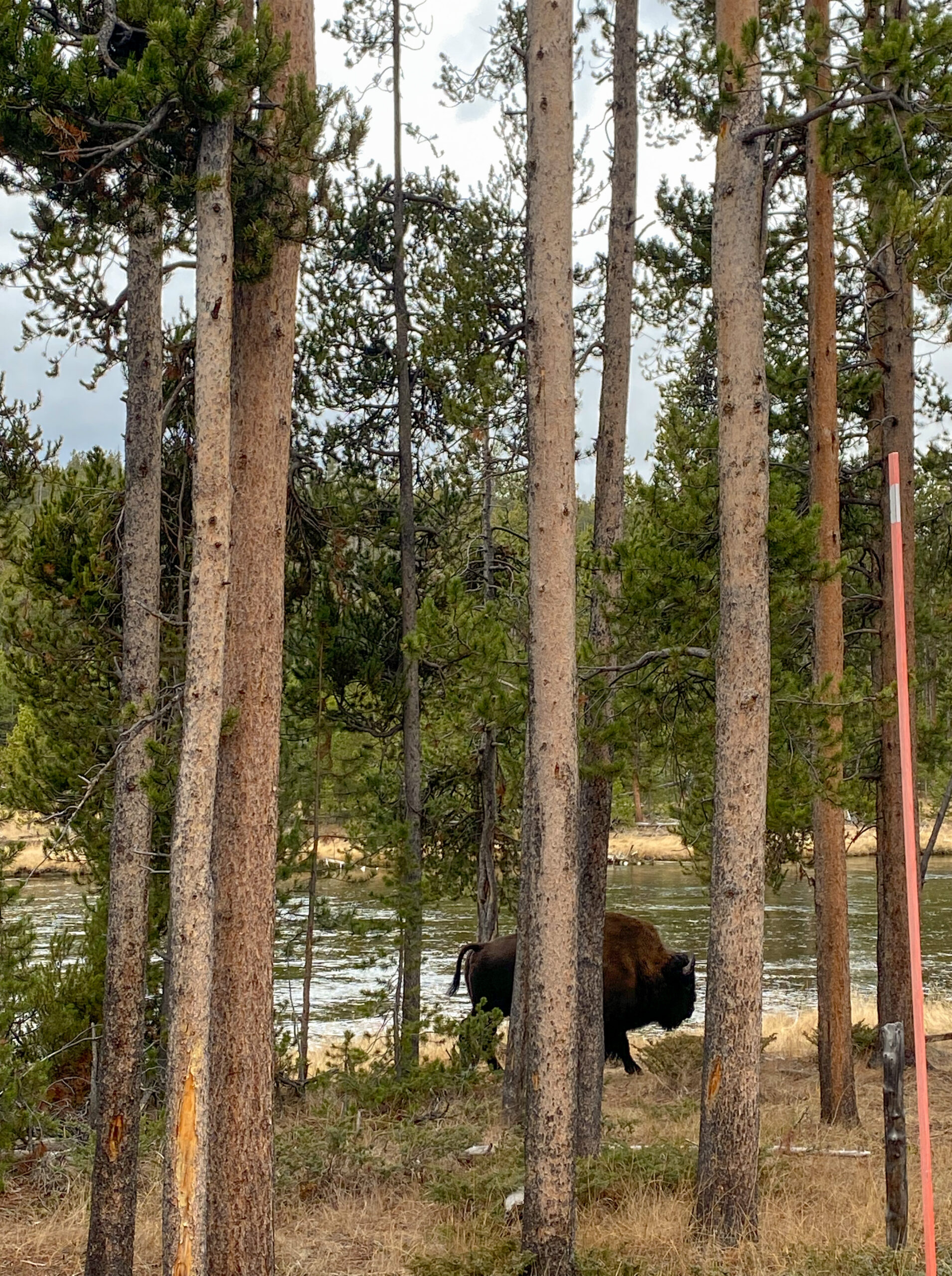 YELLOWSTONE, NATIONAL PARK, FALL, BISON