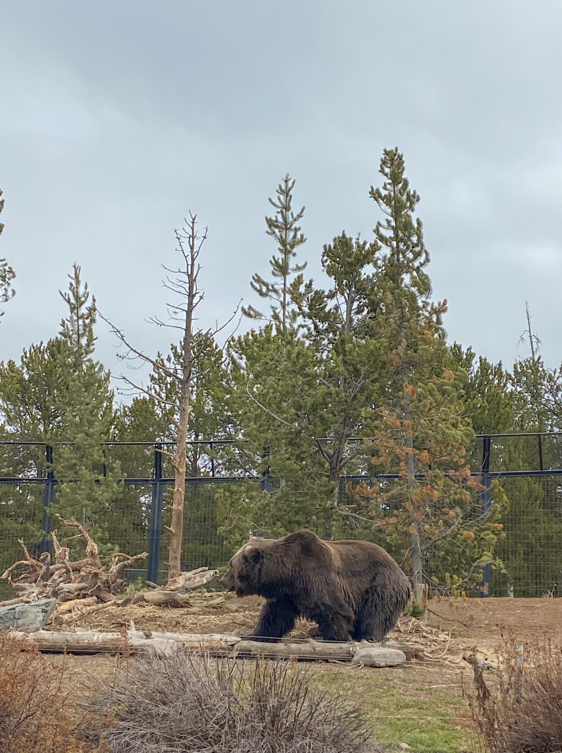 YELLOWSTONE, NATIONAL PARK, FALL, GRIZZLY BEAR SANCTUARY 